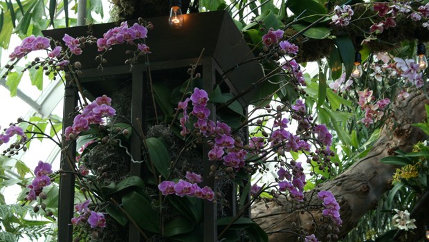 Orchids climb the pillars in the Enid A. Haupt Conservatory.